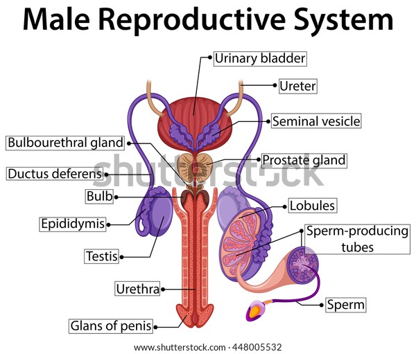 Chart\
showing male reproductive system\
illustration