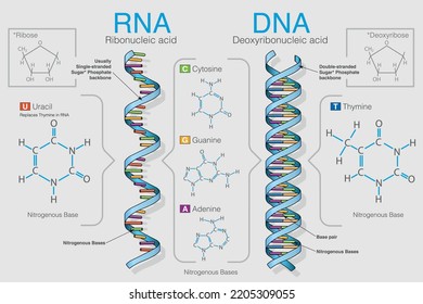 Chart shows the difference between Ribonucleic acid and Deoxyribonucleic acid, the graph contains the formulas of the elements. Vector image