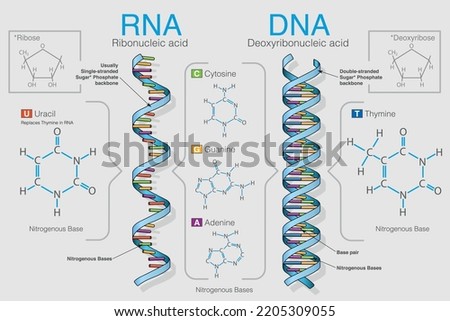 Chart shows the difference between Ribonucleic acid and Deoxyribonucleic acid, the graph contains the formulas of the elements. Vector image Imagine de stoc © 