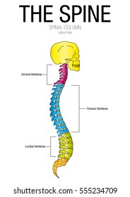 Chart Spine Lateral View Parts Name Stock Vector (Royalty Free ...