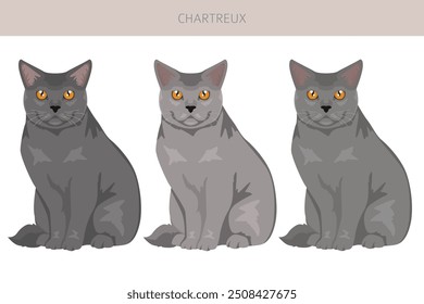 Chartreux Cat... Todas as cores do casaco definido.  Todas as raças de gato características infográfico. Ilustração vetorial