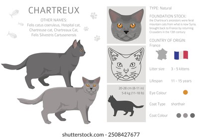 Chartreux Cat... Todas as cores do casaco definido.  Todas as raças de gato características infográfico. Ilustração vetorial