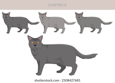 Chartreux Cat... Todas as cores do casaco definido.  Todas as raças de gato características infográfico. Ilustração vetorial