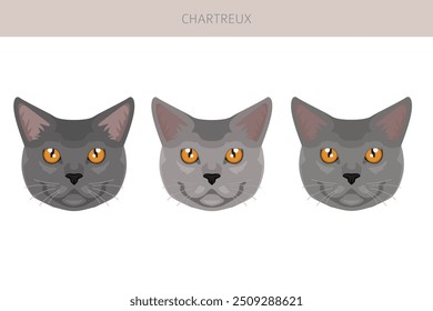 Chartreux Cat... Todas as cores do casaco definido.  Todas as raças de gato características infográfico. Ilustração vetorial