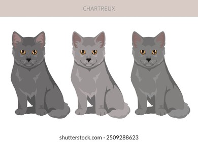 Chartreux Cat... Todas as cores do casaco definido.  Todas as raças de gato características infográfico. Ilustração vetorial