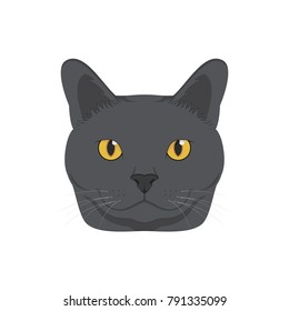 Chartreux cat isolated on white background vector illustration