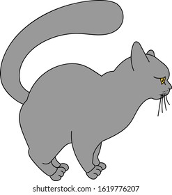 Chartreux cat vector illustration, gray cat with yellow eyes isolated on white background