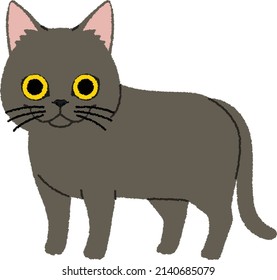 Chartreux is a rare breed of cat from France. Chartreux is large and muscular with relatively short, fine-boned limbs, and very fast reflexes. 