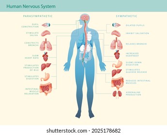 Charts Of The Human Nervous System With Representation Of Organs And Anatomical Terminology.