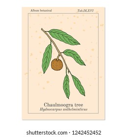Chaulmoogra tree (Hydnocarpus anthelminticus), medicinal plant. Hand drawn botanical vector illustration