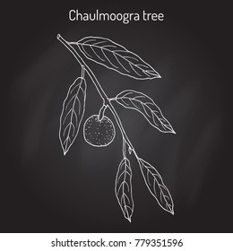 Chaulmoogra tree (Hydnocarpus anthelminticus), medicinal plant. Hand drawn botanical vector illustration