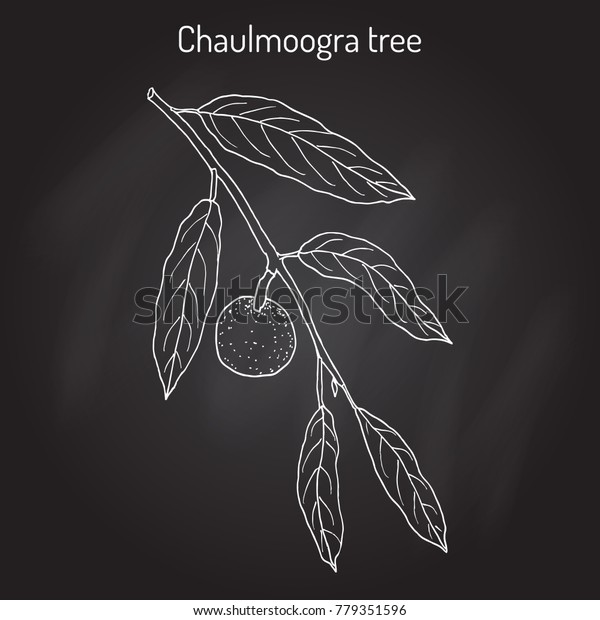 Chaulmoogra Tree Hydnocarpus Anthelminticus Medicinal Plant Stock chaulmoogra-tree-hydnocarpus-anthelminticus-medicinal-plant-stock