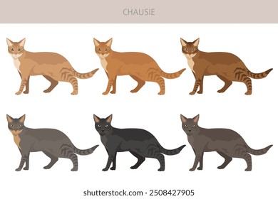 Chausie Cat Clipart. Alle Fellfarben eingestellt.  Alle Katze Rassen Merkmale Infografik. Vektorgrafik