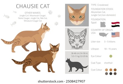 Chausie Cat Clipart. Todas as cores do casaco definido.  Todas as raças de gato características infográfico. Ilustração vetorial