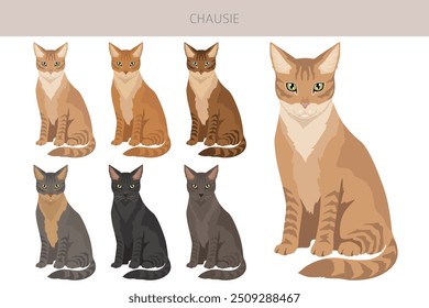 Chausie Cat clipart. All coat colors set.  All cat breeds characteristics infographic. Vector illustration