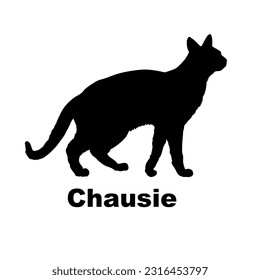 Chausie cat silhouette. Cat breeds vector. Pet. Animal