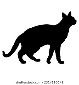 Chausie cat silhouette cat breeds vector pet
