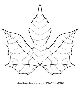 Chaya leaf, Cnidoscolus aconitifolius,a leaf isolated on a white background. Vector illustration.