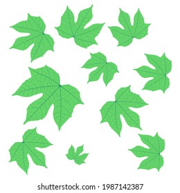 Chaya Spinash (Thai) ,Cnidoscolus chayamansa McVaugh Sci. Name vector background isolated. 