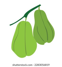 chayote fruit icon vector illustration design