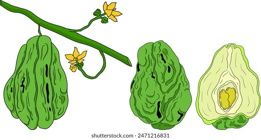 Chayote, Mexican cucumber vector colored illustration isolated on white background. Organic healthy nutrient super food vegan ingredient	
