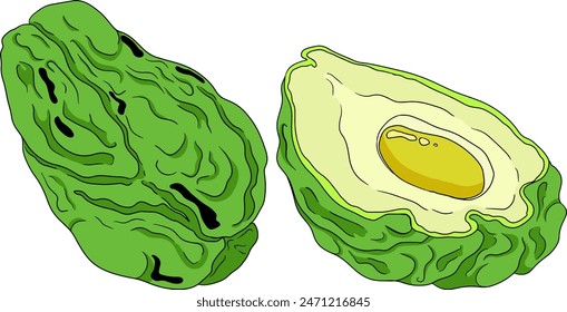 Chayote, Mexican cucumber vector colored illustration isolated on white background. Organic healthy nutrient super food vegan ingredient	
