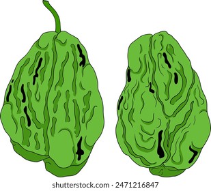 Chayote, Mexican cucumber vector colored illustration isolated on white background. Organic healthy nutrient super food vegan ingredient	
