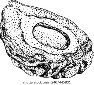 Chayote, ilustración de grabado de vectores pepinos mexicanos aislados en fondo blanco. Nutriente orgánico saludable ingrediente vegetal súper alimento