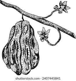 Chayote, Mexican cucumber vector engraving illustration isolated on white background. Organic healthy nutrient super food vegan ingredient