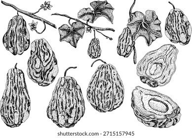 Chayote, ilustración de grabado de Vector de pepino mexicano aislado sobre fondo blanco. Nutriente orgánico saludable súper alimento ingrediente vegano	