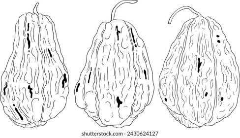 Chayote, ilustración de línea vectorial de pepino mexicano aislado sobre fondo blanco. Ingrediente vegano de súper alimentos nutrientes saludables orgánicos	