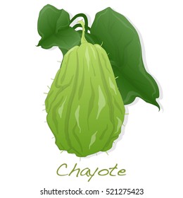 Chayote vector isolated on white background