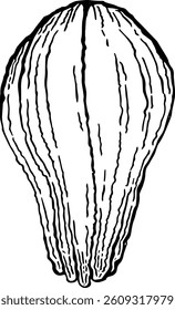 Chayote. Vegetables. Hand drawn vector isolated sketch.