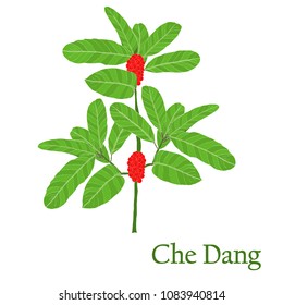 Che Dang. Illustration of a plant in a vector with flower for use in botany.