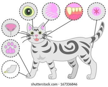 check points of cat's body