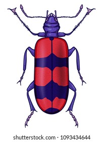 The checkered beetle (Cleridae). Vector illustration isolated on white background.