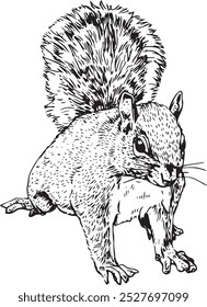 Cheeky squirrel - hand drawn realistic vector critter illustration