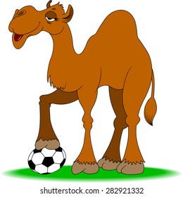 cheerful camel plays football on a green field