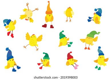 Cheerful chickens. Winter and New Year. Christmas. Snowing. Colored scarf and hat