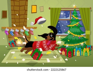 Cheerful Christmas Dashchund Dog Playing in the living room