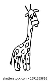 
Cheerful comic giraffe in hand drawing. Monochrome. Side view. Outline. Cute wild animal from jungle doodle in sketch style. Hand-drawn nature illustration. Vector black and white illustration art