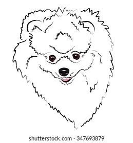 cheerful face Pomeranian