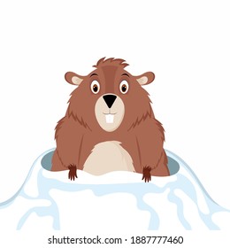 A cheerful and happy groundhog looks out from its snow hole. Vector illustration isolated on a white background.