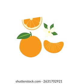 A cheerful illustration of orange and mandarin slices, adorned with a sprig of blossoms, on a pure white background.