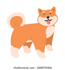 Cheerful japanese akita dog standing with tongue sticking out