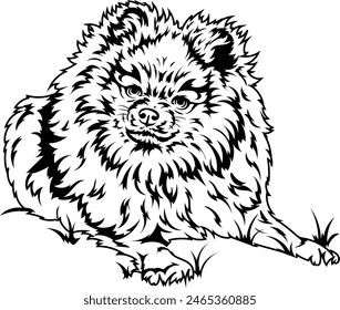 A cheerful spitz dog lies on the grass. Vector outline illustration without background