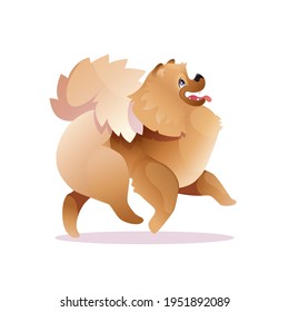 The cheerful spitz is running. Fluffy dog. Colored vector illustration isolated on white background.