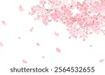 cheery blossom vector illustration background
