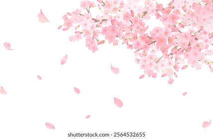 cheery blossom vector illustration background