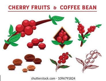 cheery fruits and coffee beans vector illustration